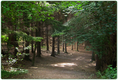 Guided Walks and Tours