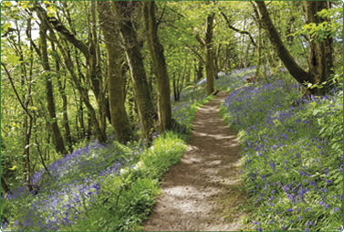 Image forCalderglen Country Park trail map