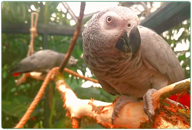 Calderglen zoo