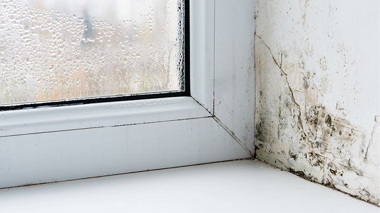 This is a generic image of damp and mould at the corner of a window 