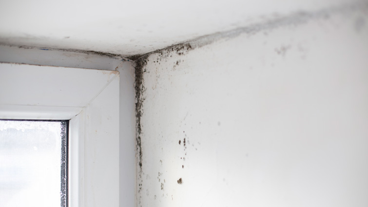 this image shows dampness in a home