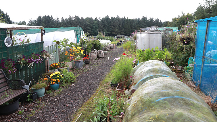 This image shows a general view of Allers allotments in East Kilbride