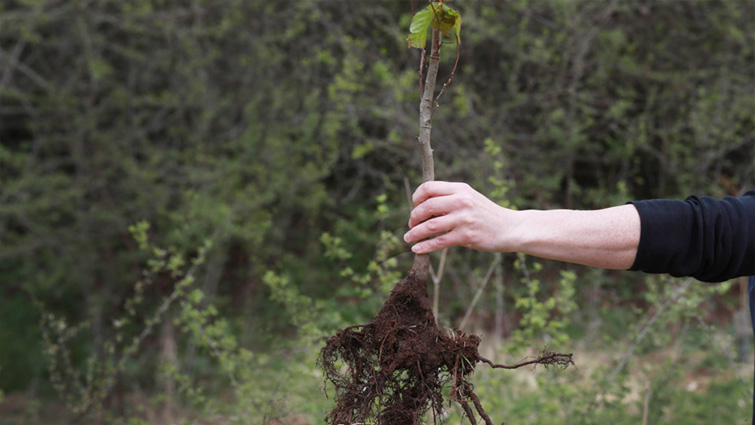 This image shows a tree sapling about to be planted