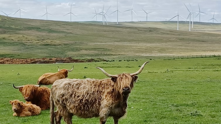 This photo shows three highland cows in a field in the foreground, with some of the turbines of the Clyde windfarm along the hill line behind.