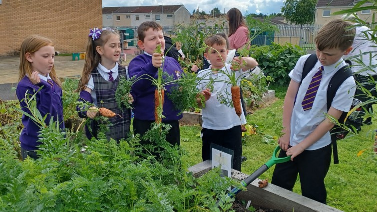 pupils digging up vegetables from raised beds