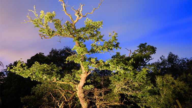 The 600 year old cadzow oak stands metres high against the night sky